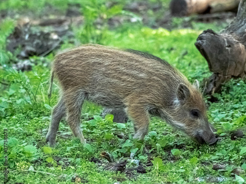 Junges Wildschwein - Frischling