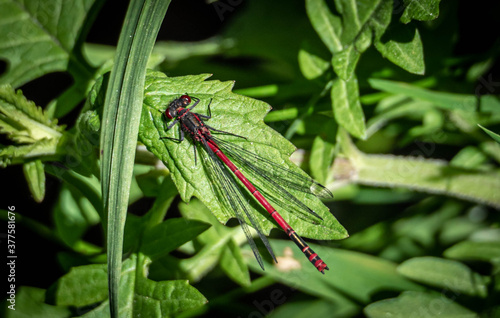 Libelle auf grünem Blatt