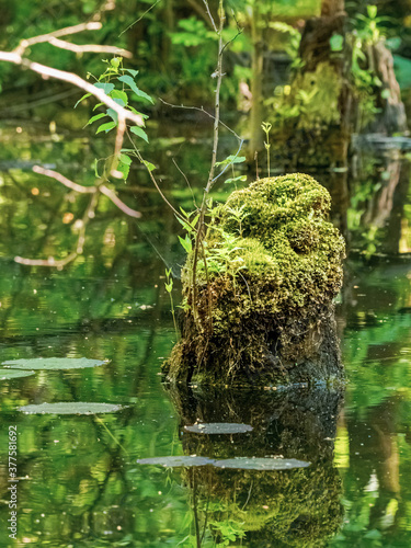 bewachsener Baumstumpf im Wasser