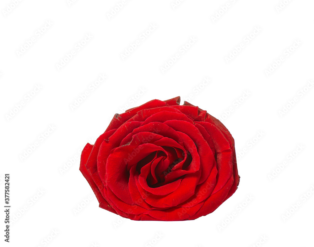 Fototapeta premium red rose isolated on white background