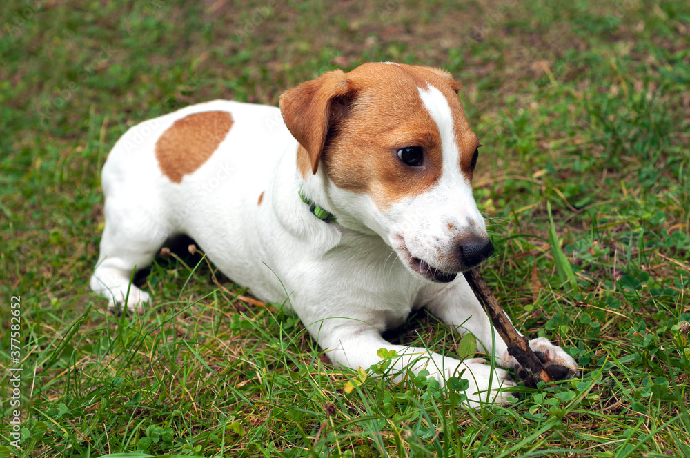jack russell dog lies on the green grass and gnaws a stick