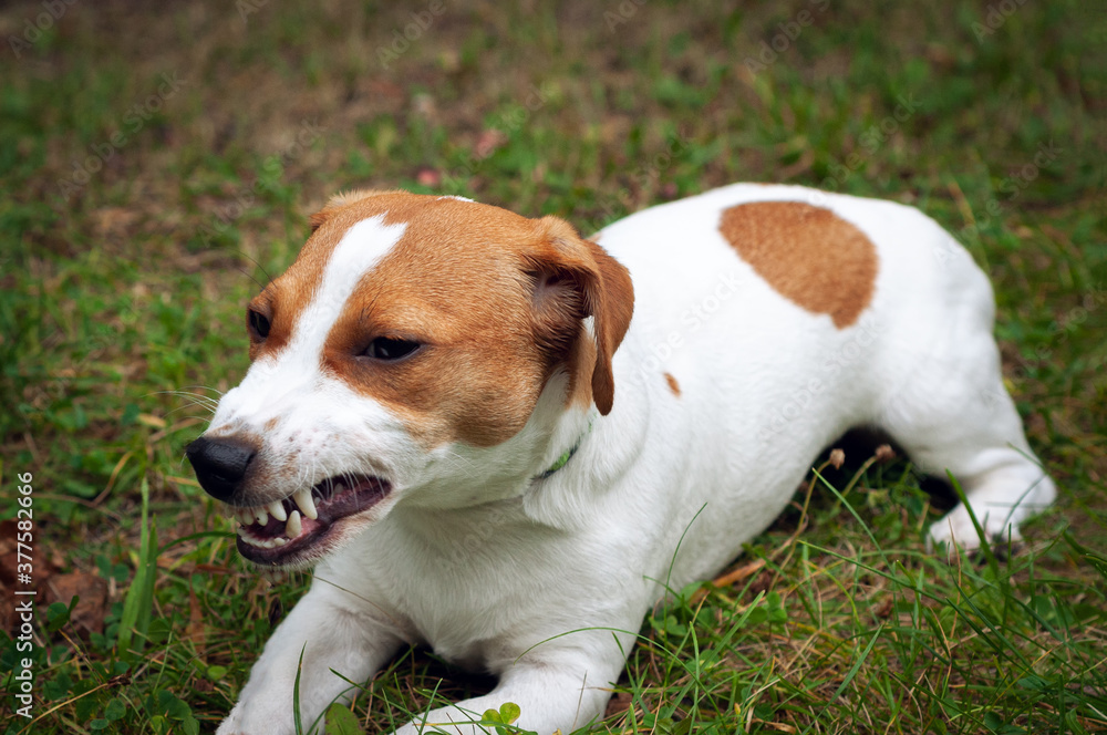 Enraged aggressive, angry dog. Grinning Jack Russell with a bared fangs.