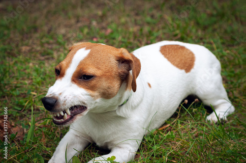 Enraged aggressive, angry dog. Grinning Jack Russell with a bared fangs.