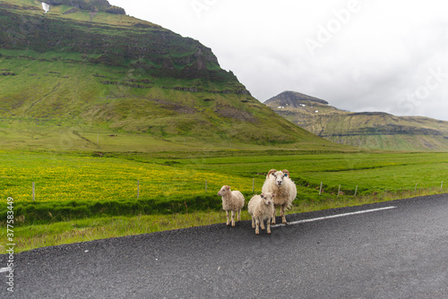 white sheeps on the side of the road with a green hill behind