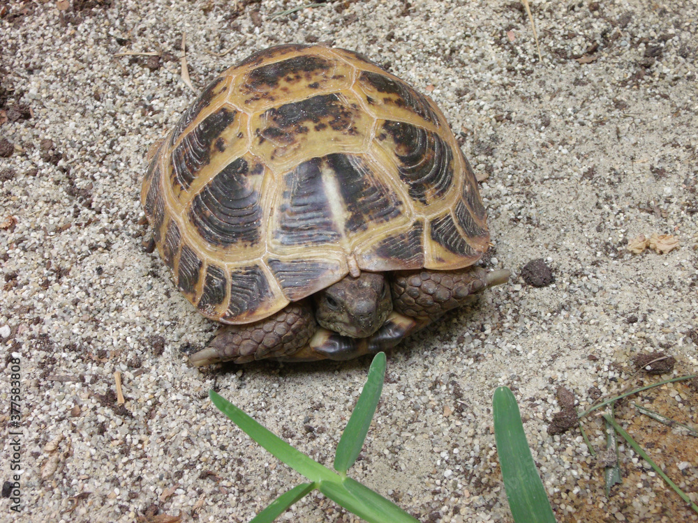 Russian tortoise hiding in his shell. Russian tortoise hiding in his shell.