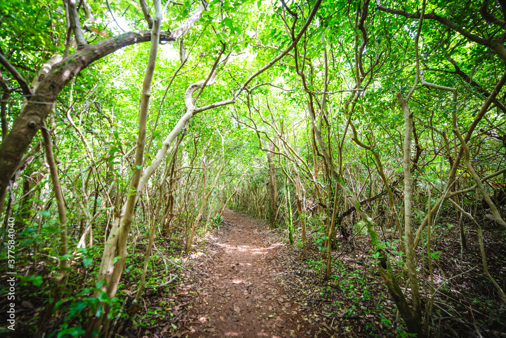 path in the middle of a tropical forest with small trees Stock Photo ...