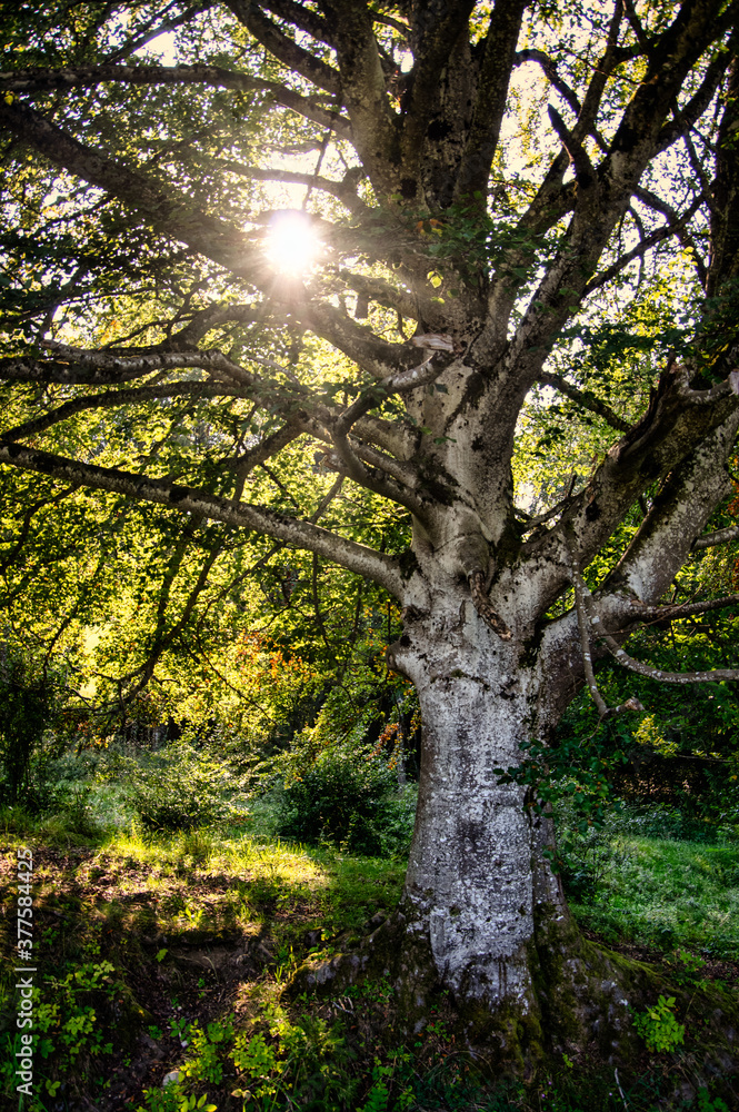 Alter Baum Alter Baum