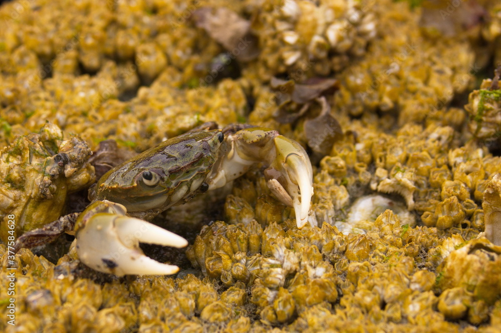 Tiny crab on barnacles and rocks