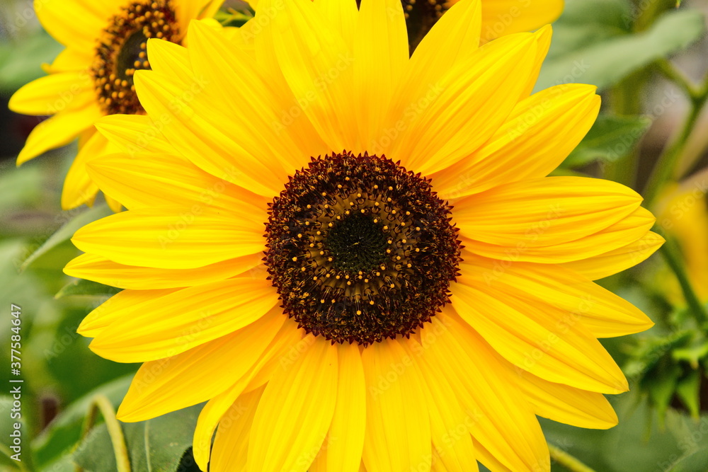 Closeup of a sunflower Closeup of a sunflower