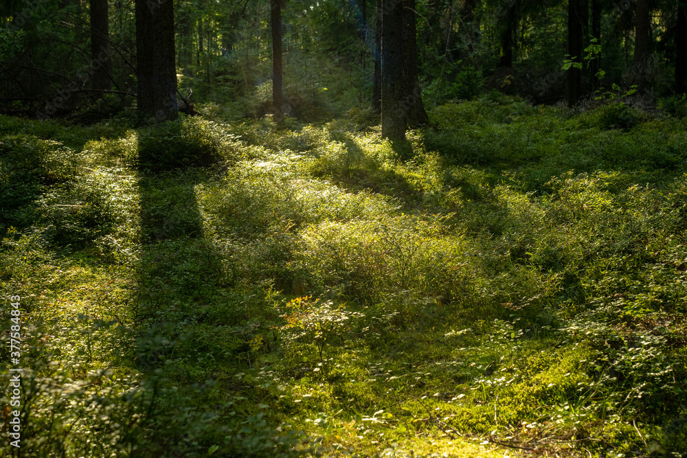 sunset rays of light on the grass in the green forest sunset rays of light on the grass in the green forest