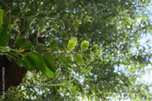 green leaves in the rain