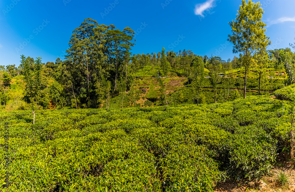 A panorama view of tea bushes on a plantation in upland tea country in Sri Lanka, Asia A panorama view of tea bushes on a plantation in upland tea country in Sri Lanka, Asia