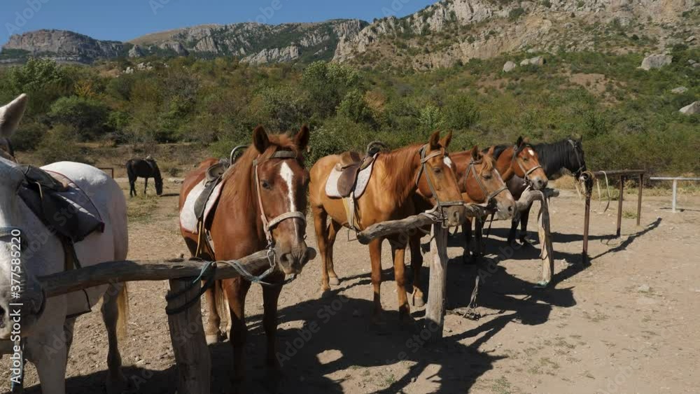 herd of horses are tethered in a parking lot in the Crimea mountains herd of horses are tethered in a parking lot in the Crimea mountains