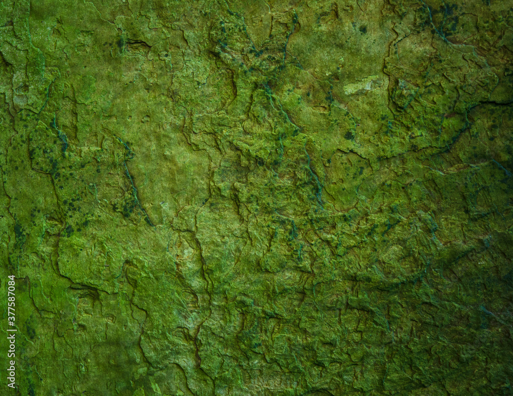 Wet slate stone texture with green algae moss / sludge. Grunge natural