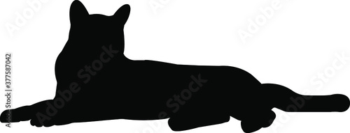 Photography cat black silhouette vector graphics