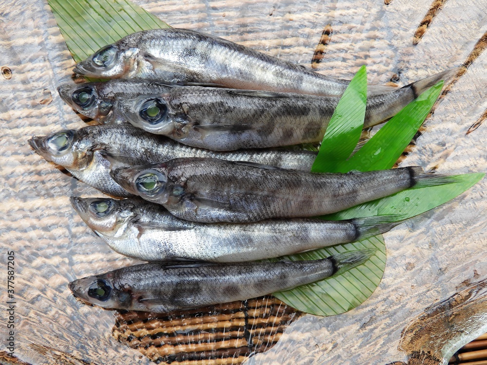 魚 メヒカリ 魚 メヒカリ