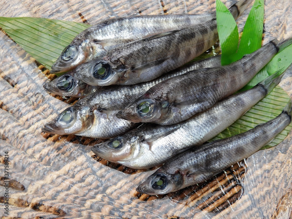 魚 メヒカリ 魚 メヒカリ
