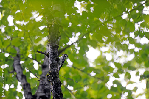 un Pic Chevelu dans la forêt photo