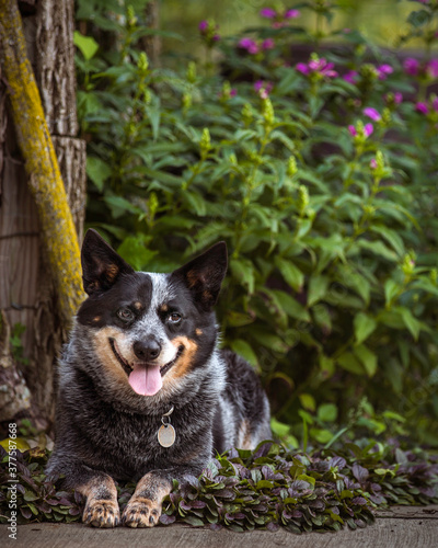 Happy well trained blue heeler Australian cattle dog lays on plants with tongue out for portrait