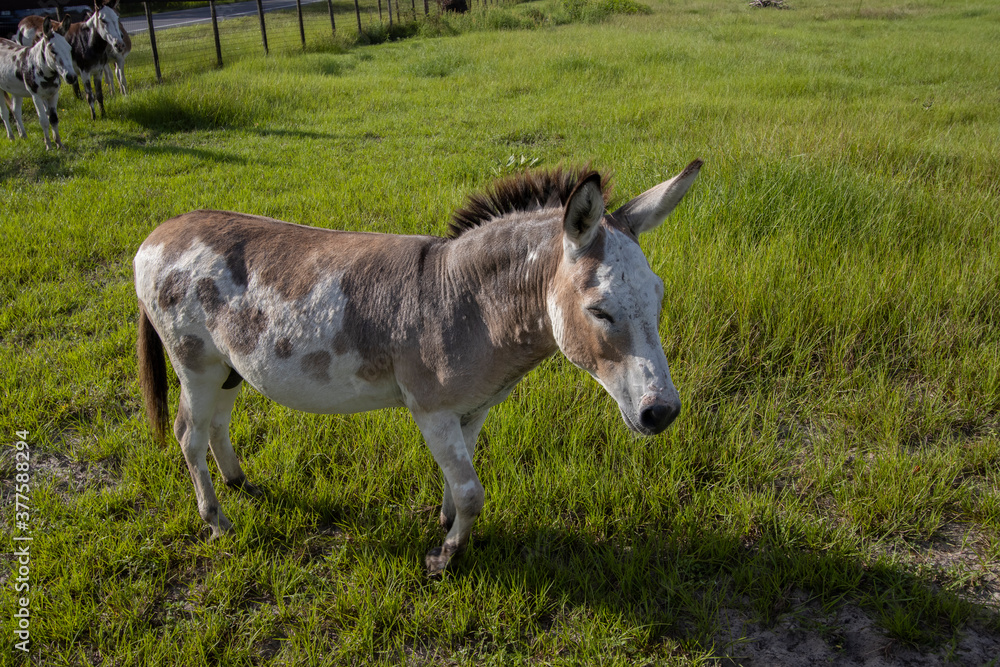 Cute domestic donkey on a farm. Cute domestic donkey on a farm.