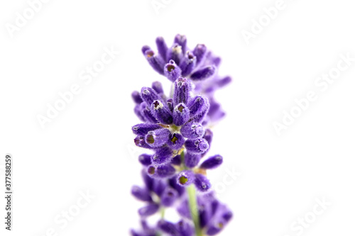 Lavender flower stem isolated on white background