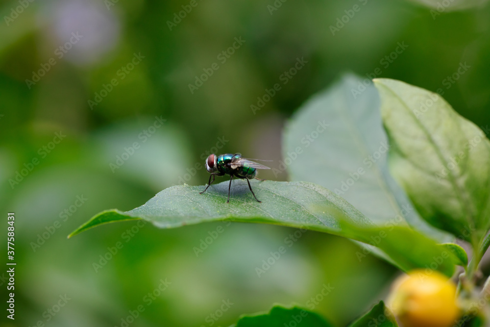 Macro green fly standing still on a leaf. Macro green fly standing still on a leaf.