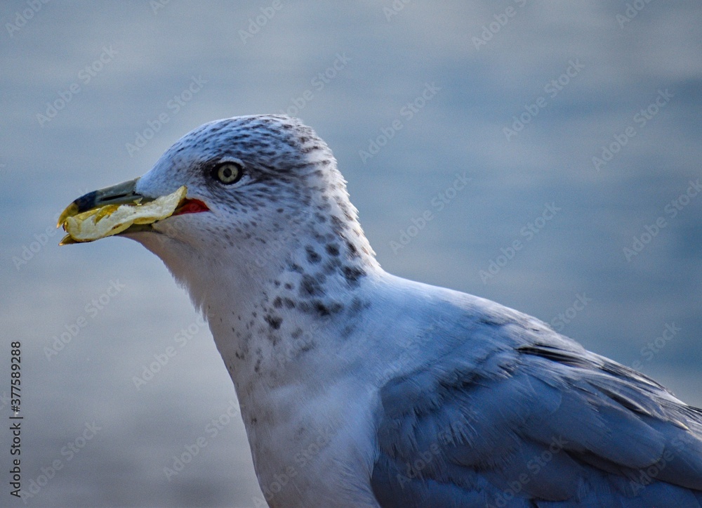 close up of a seagull eating chips close up of a seagull eating chips