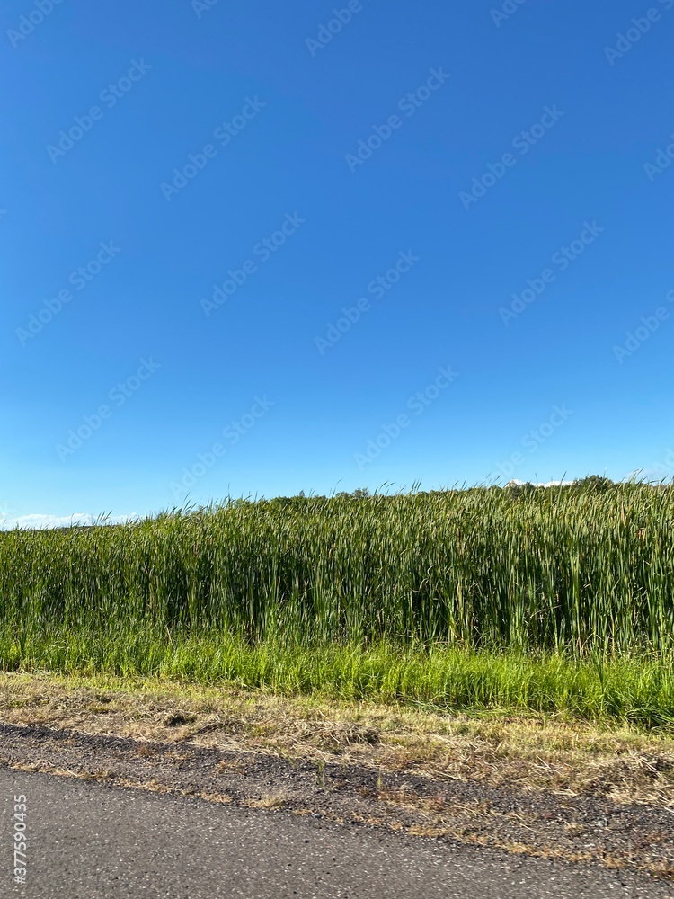 Scenic Minnesota Landscape in the Summer Time Scenic Minnesota Landscape in the Summer Time