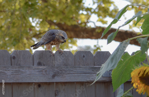 Wallpaper Mural A beautiful wild Kite bird sitting on a wooden fence looking downward Torontodigital.ca