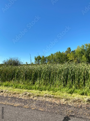 Scenic Minnesota Landscape in the Summer Time