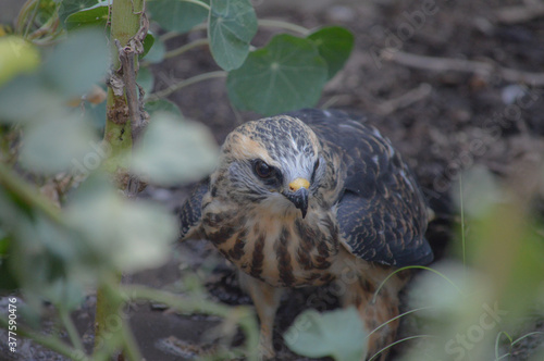 Wallpaper Mural A beautiful Kite Bird  Torontodigital.ca