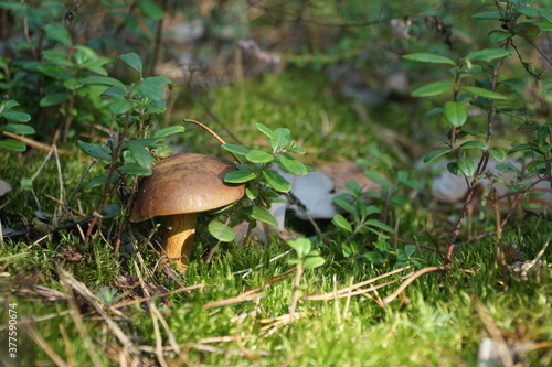 Wild mushroom (bay bolete) growing in natural forest in autumn among the green moss and the lingonberry in sunny day. Closeup. Selective focus.