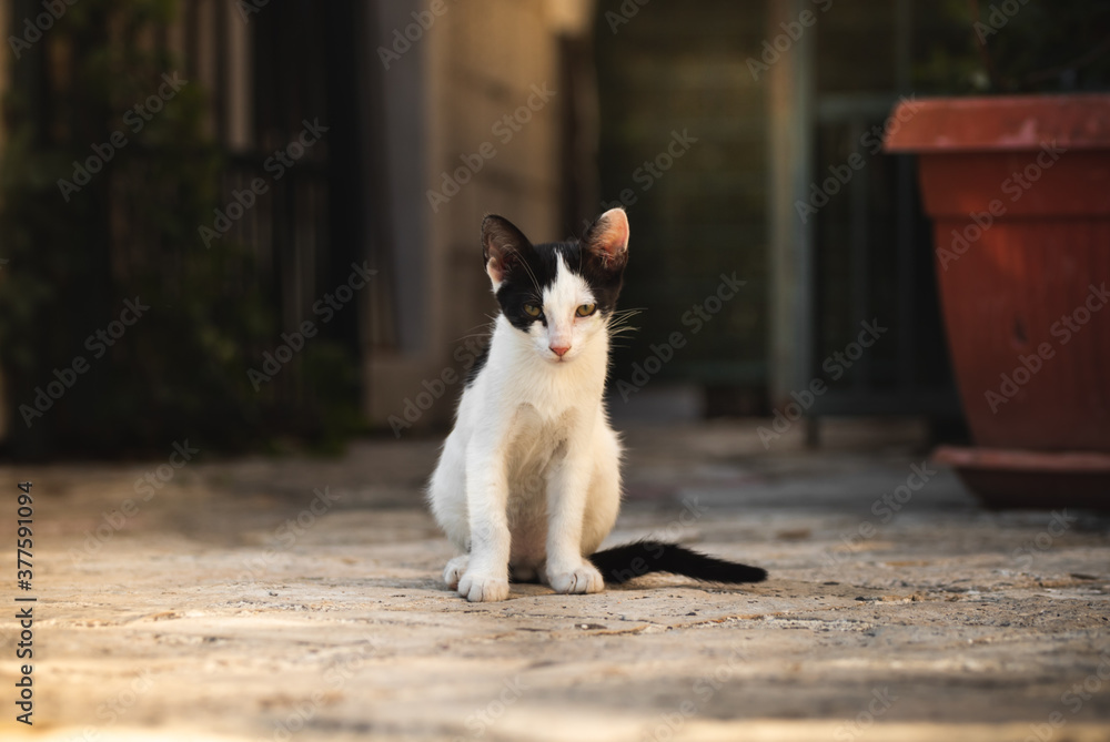 Beautiful cute kitten on the background of the old city of budva, montenegro, narrow street Beautiful cute kitten on the background of the old city of budva, montenegro, narrow street
