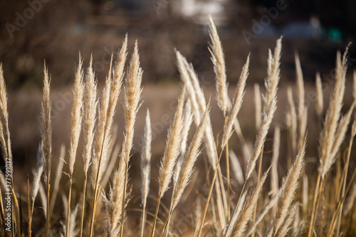 grass in the morning