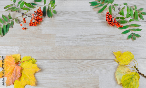 Autumn composition with yellow leaves and red berries on grey wooden board with empty space for text or image