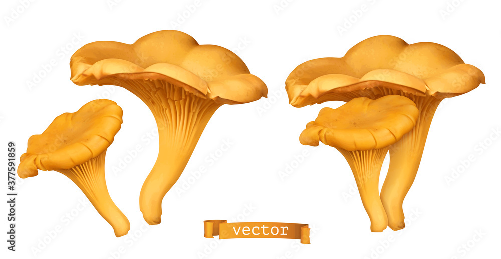 Golden chanterelle mushroom. 3d vector realistic illustration - obrazy, fototapety, plakaty 