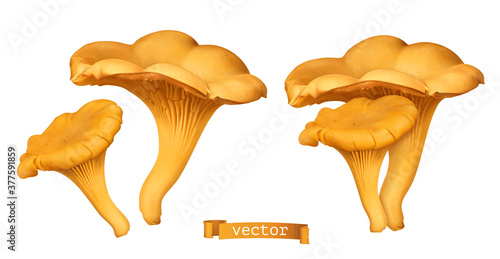 Golden chanterelle mushroom. 3d vector realistic illustration photo
