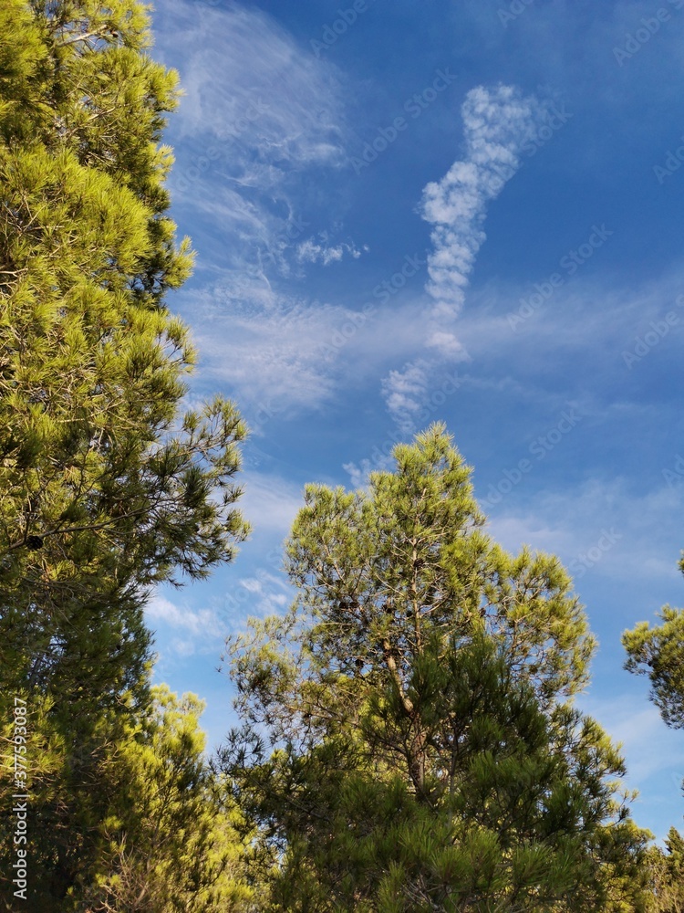 Curious clouds on a mountain of pine trees Curious clouds on a mountain of pine trees
