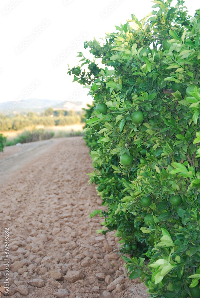 Unripe Oranges on Orange Tree Unripe Oranges on Orange Tree