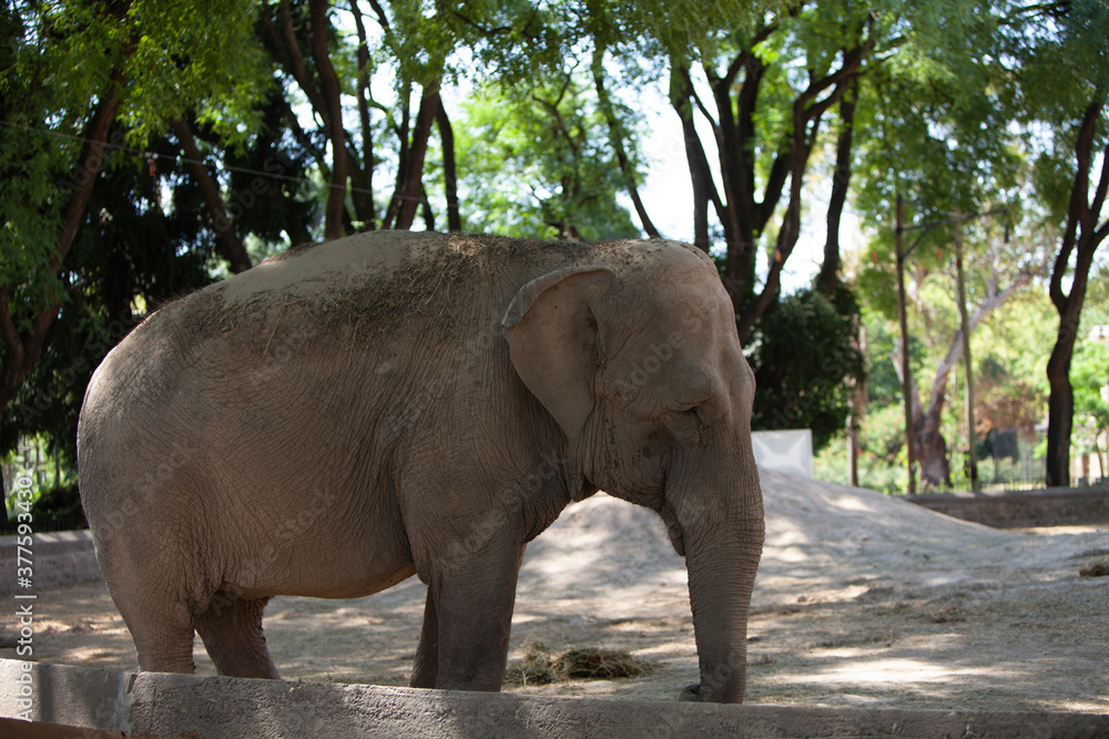 Fototapeta premium elefante