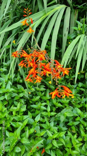 orange flowers and green plants