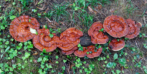 Wild Reishi Mushroom ( Ganoderma Tsugae ) growing in the forest. These medicinal mushrooms are known for their immune system boosting benefits. photo