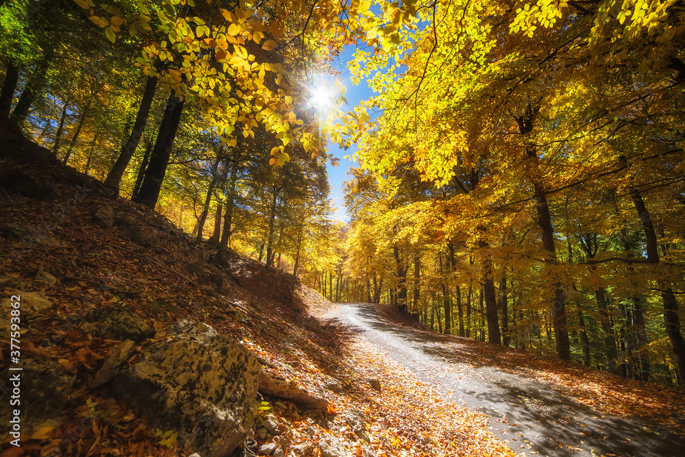 Beautiful autumn forest. Autumn landscape. Road in the forest.