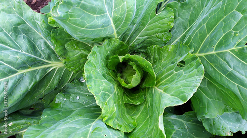 Cabbage. Green cabbage leaves were eaten by slugs.