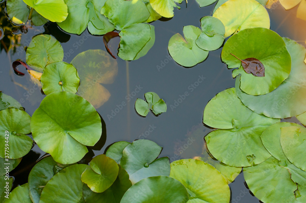 water lilies in the water with copy space