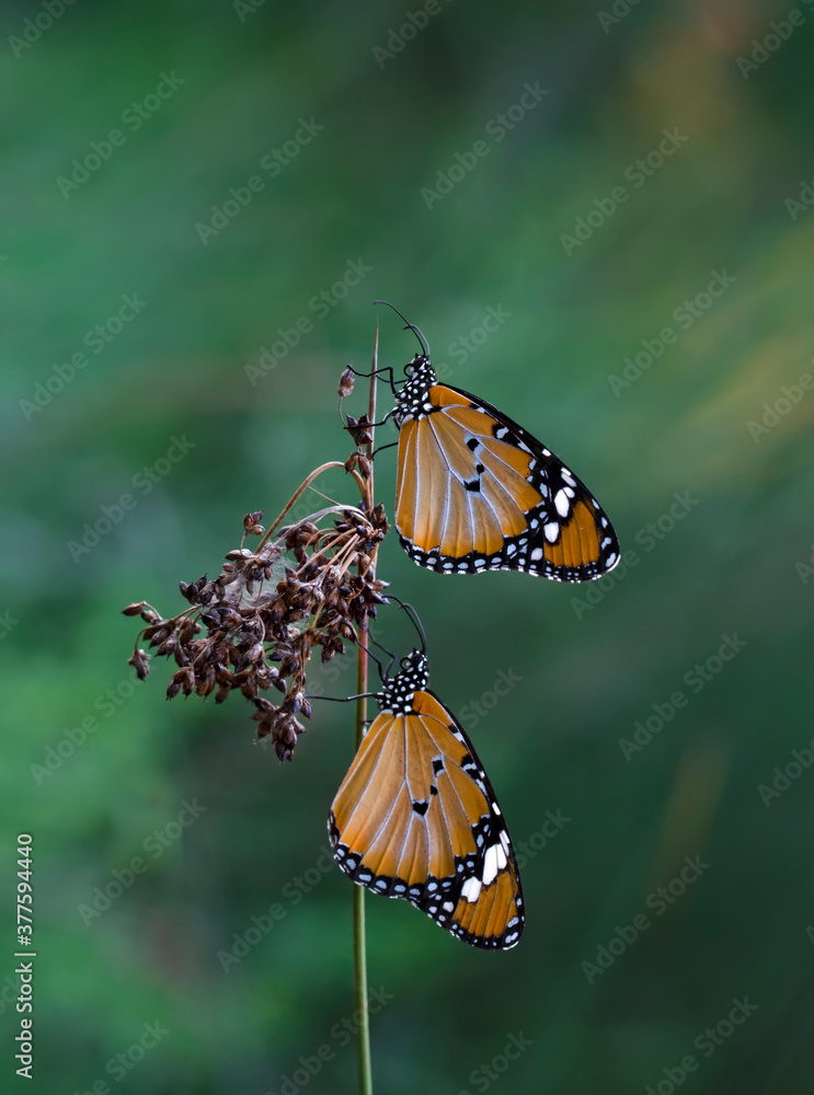 Macro shots, Beautiful nature scene. Closeup beautiful butterfly sitting on the flower in a summer garden.
