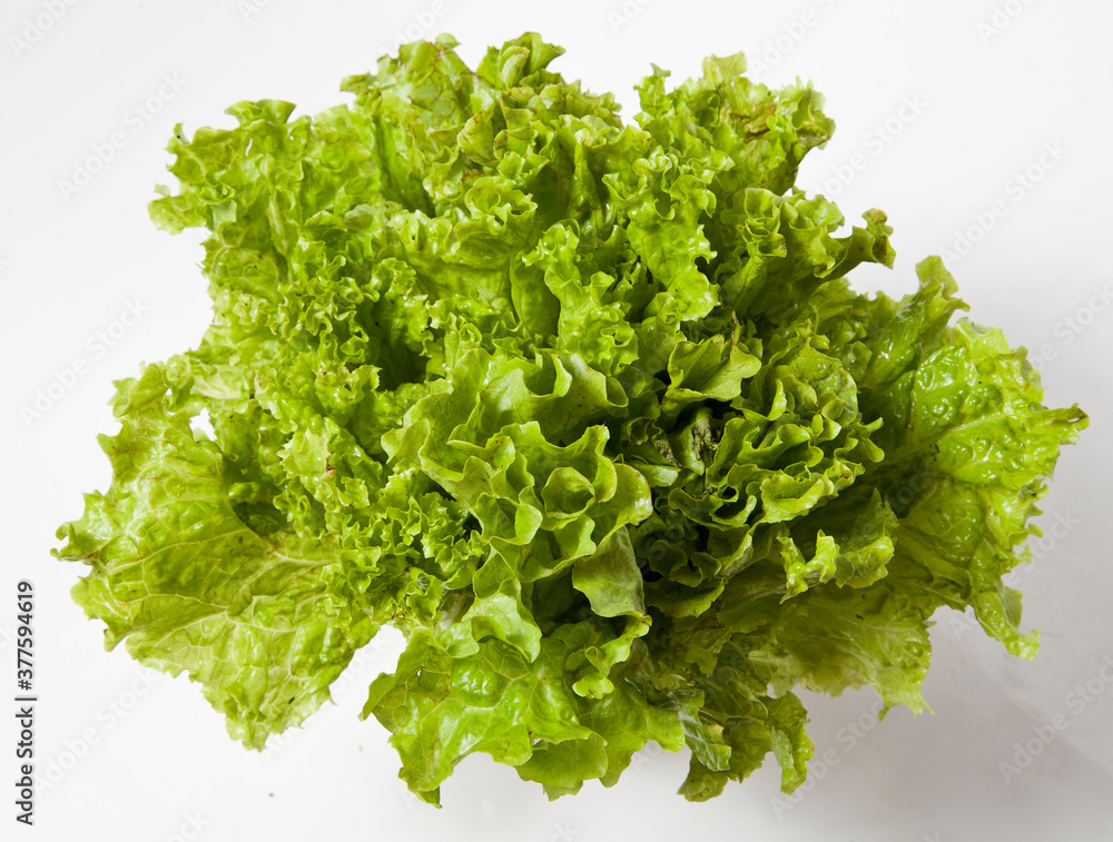 Obraz premium LECCHUGA, VERDE