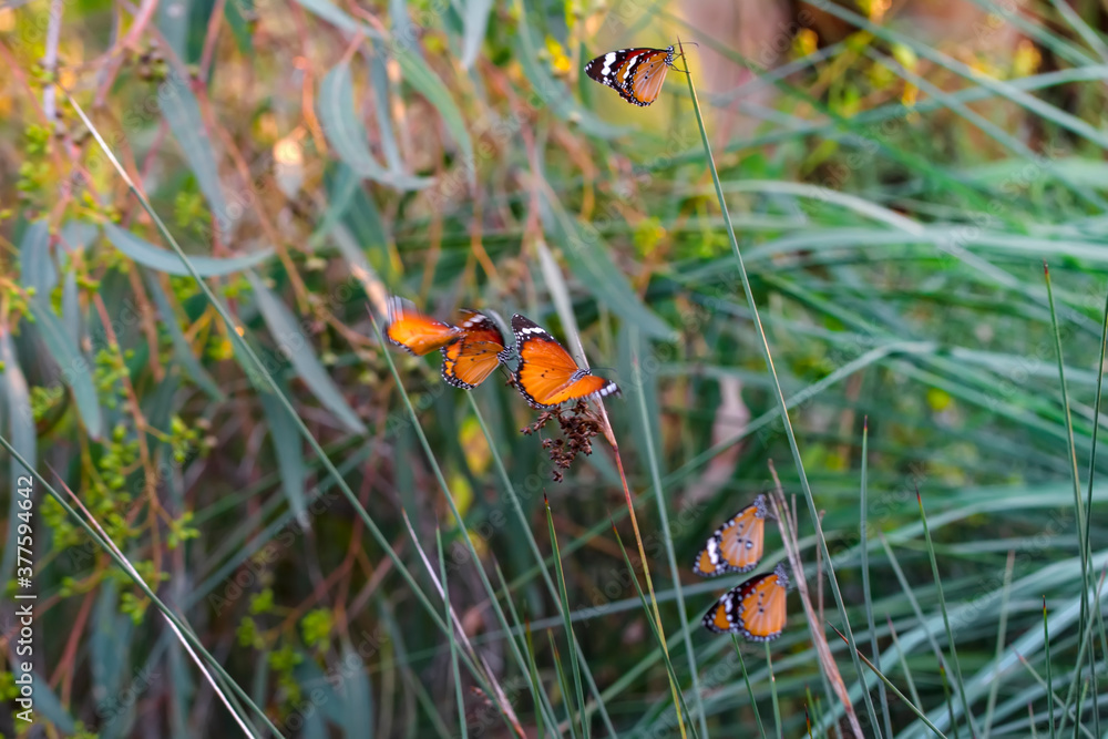 Beautiful monarch butterflies, Danaus chrysippus flying over summer flowers Beautiful monarch butterflies, Danaus chrysippus flying over summer flowers