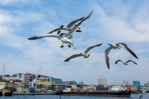 Hungry Pacific seagulls fly after the boat and catch bread crumbs. Sea gulls fly against the blue sky into the sea.