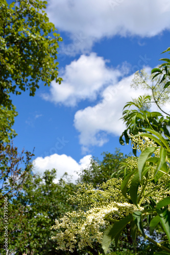 Natural background. A branch with leaves on a background of blue sky and white clouds.